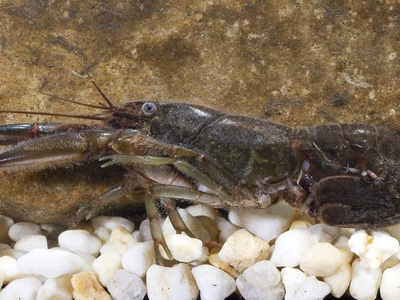 Common yabby