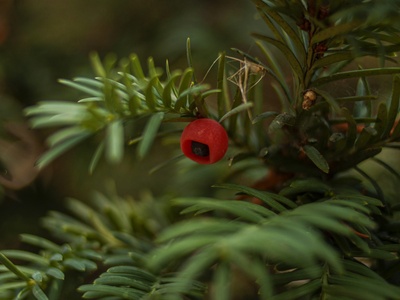 Common Yew