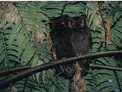 Comoro Scops-Owl