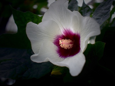 Comoros Hibiscus