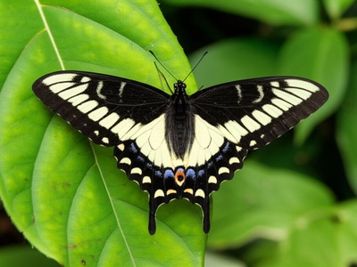 Comoros Swallowtail
