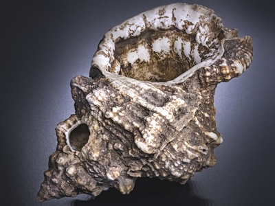 Conch