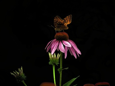 Coneflower