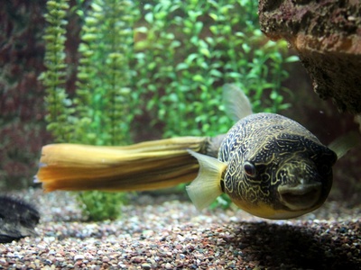Congo Puffer