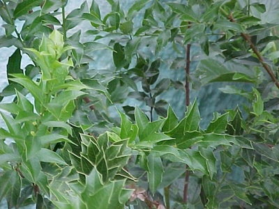 Congorosa