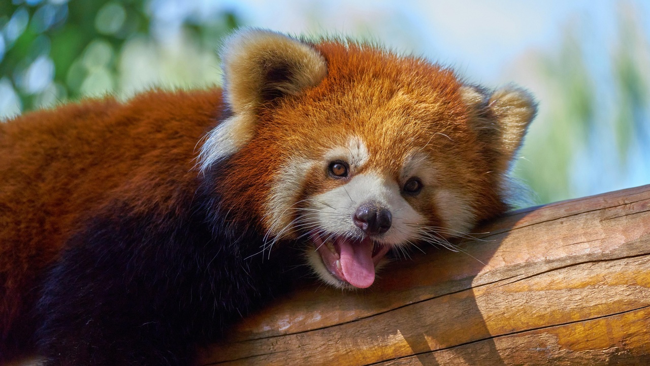 Community conservation meeting for red panda habitat protection