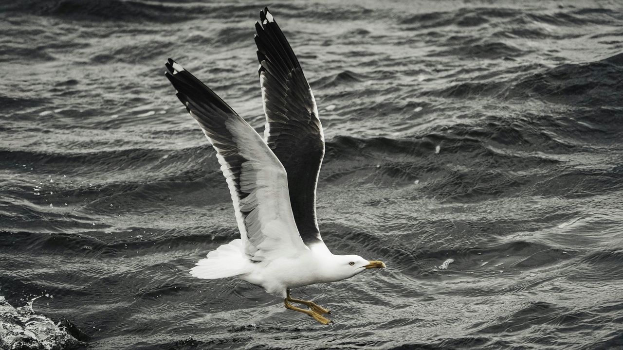 An albatross entangled in fishing gear highlighting bycatch threats