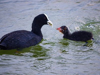 Coot