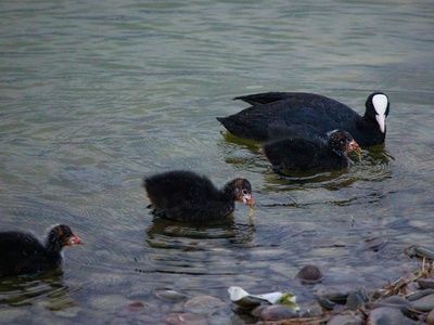 Coot