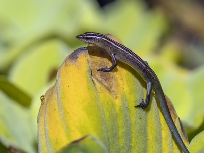 Copper-tailed Skink