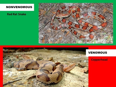 Copperhead