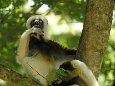 Coquerel's Sifaka