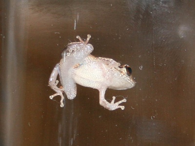 Coqui Frog