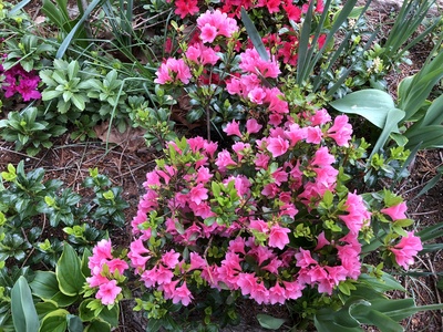 Coral Bells