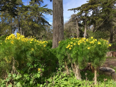 Coreopsis