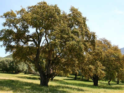 Cork Oak