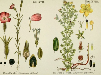 Corn Cockle