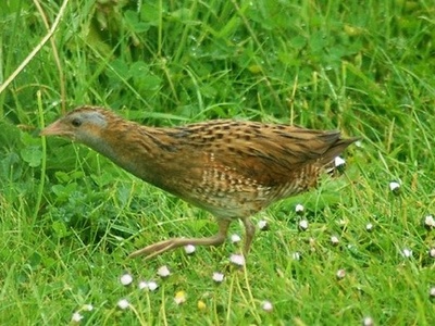 Corncrake