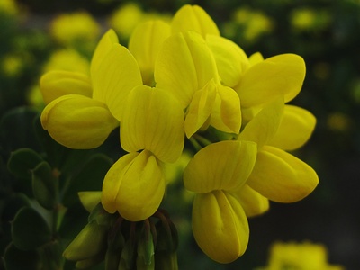 Coronilla