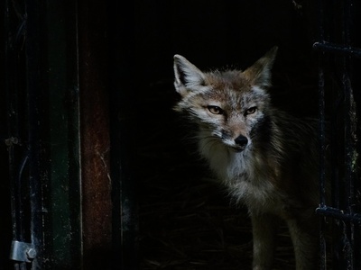 Corsac Fox