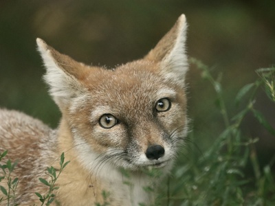 Corsac fox