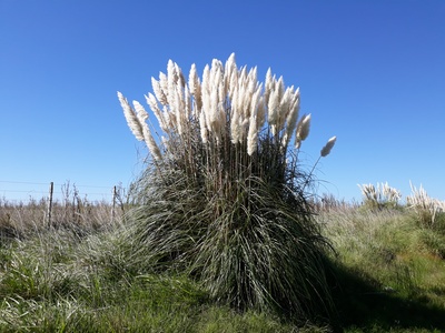 Cortadera