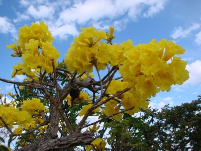 Corteza Amarilla