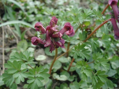 Corydalis