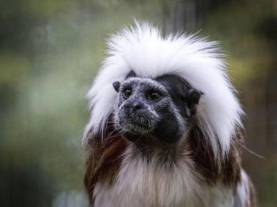 Cotton-top Tamarin