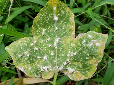 Cotton Mealybug