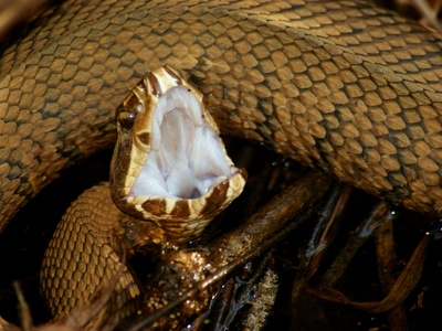 Cottonmouth