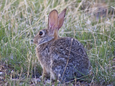 Cottontail
