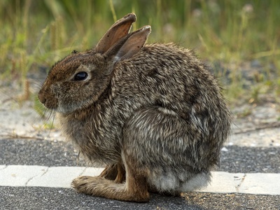 Cottontail Rabbit (Eastern)