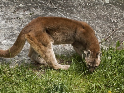 Cougar