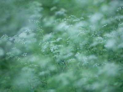 Cow Parsley
