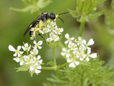 Cow parsley