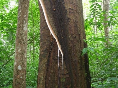 Cow Tree