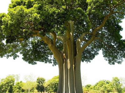 Cow tree