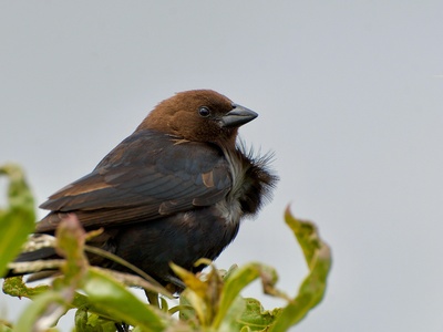Cowbird