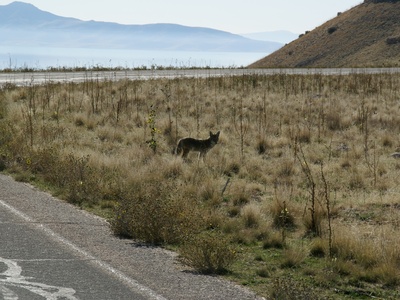 Coyote