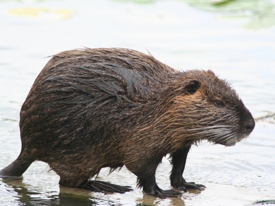 Coypu