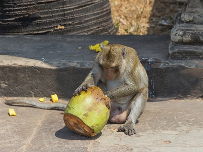 Crab-eating Macaque