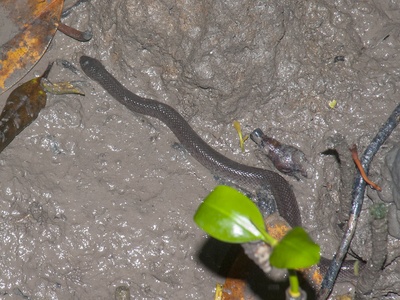 Crab-eating Water Snake