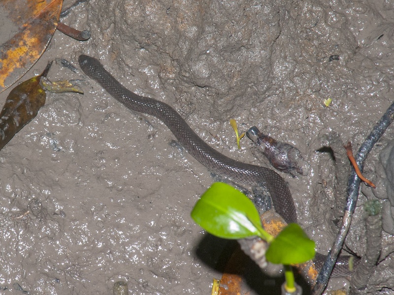 Curated visual reference: Curated Snake Nutrition For Snakes In Wetlands Gallery View 42