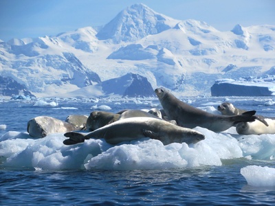 Crabeater Seal