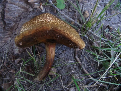 Cracked-cap Bolete