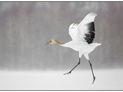 Crane