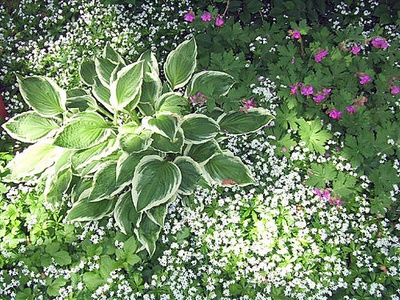 Cranesbill