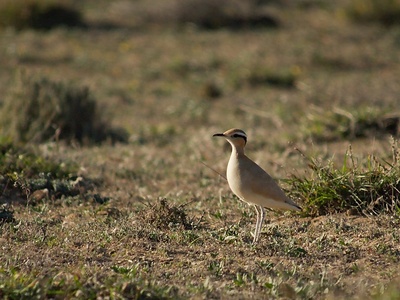 Cream-coloured courser