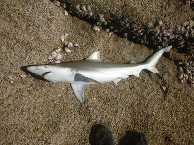 Creek Whaler